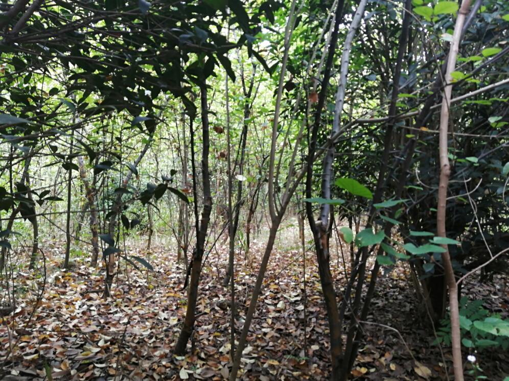 �Ϸ���**�@�ֹ������޹�˾λ�ںϷ�**�_�l�^**��^**��248.265�������ϵ���ľ�Ј��r���u��